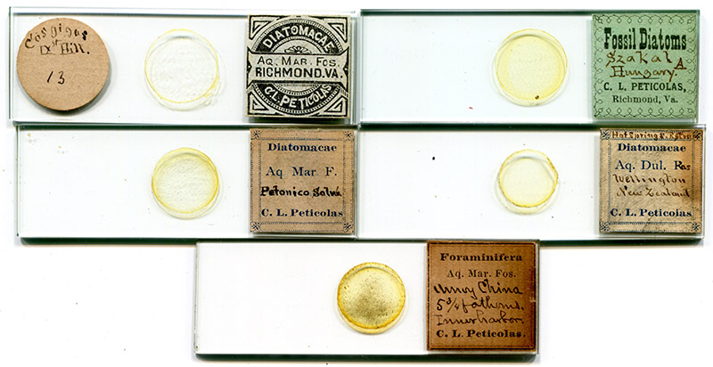 foraminifera microscope slide