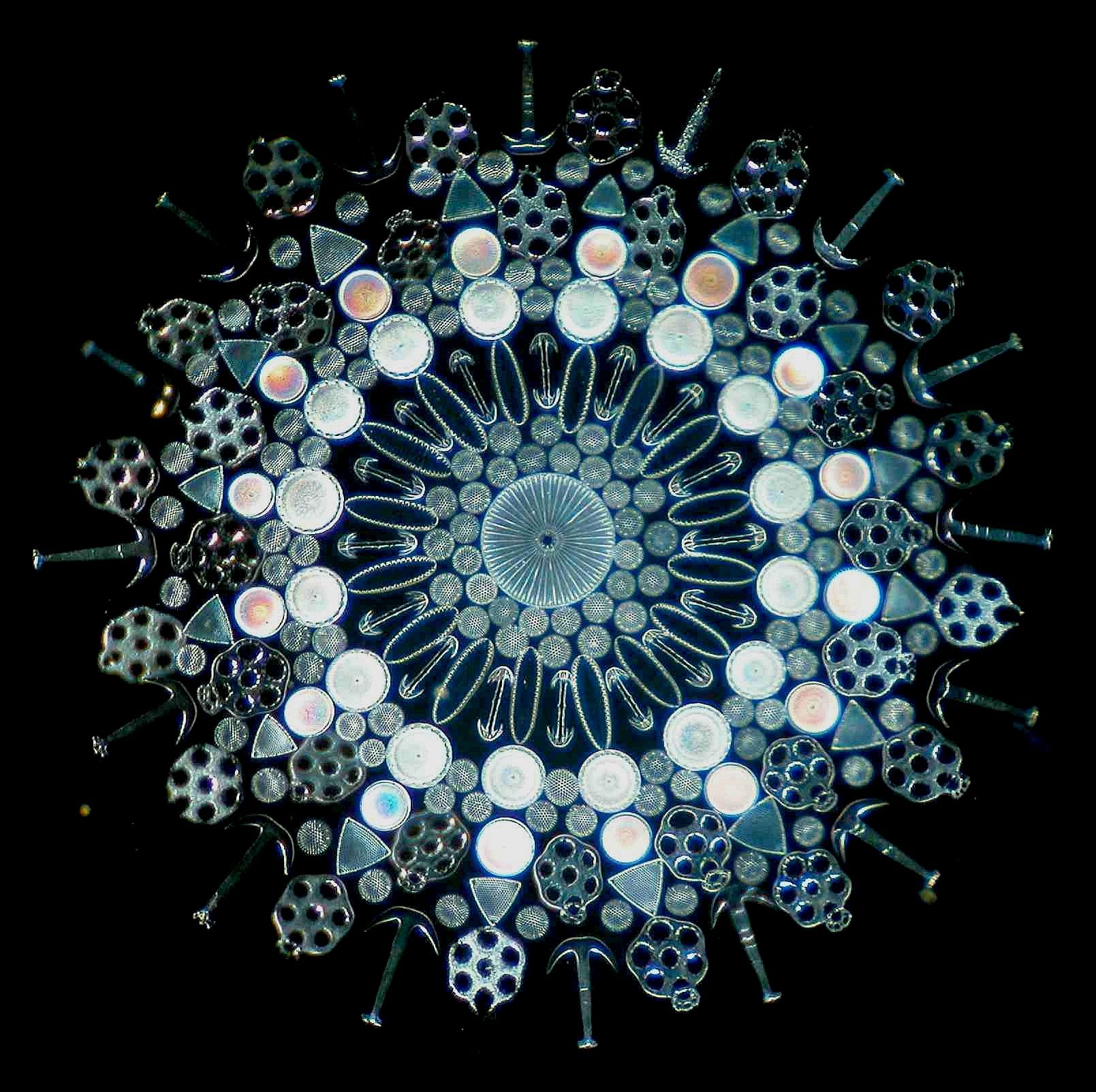 diatoms microscope slide